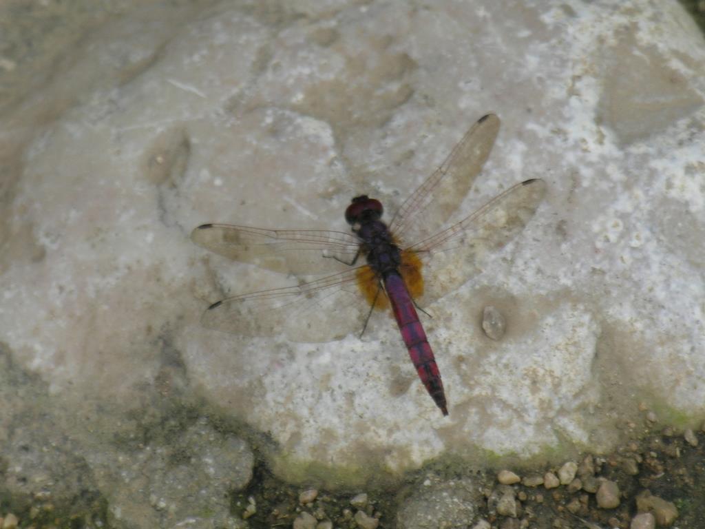 DSCN1461.JPG
