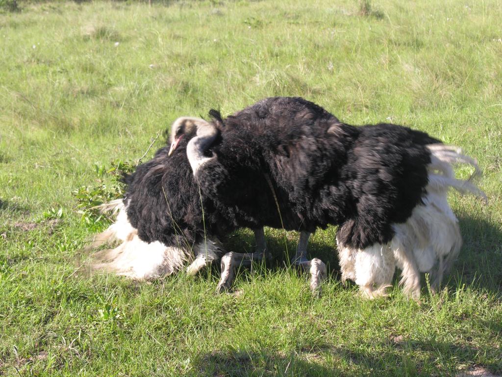 DSCN0604.JPG