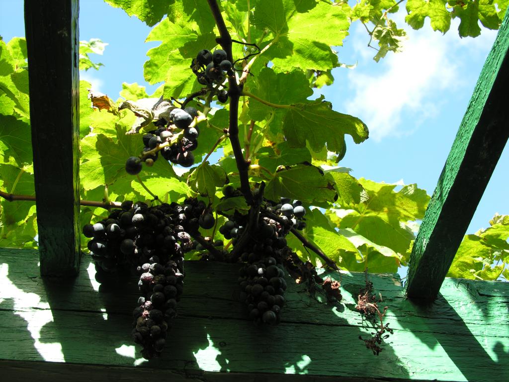 DSCN6605.JPG